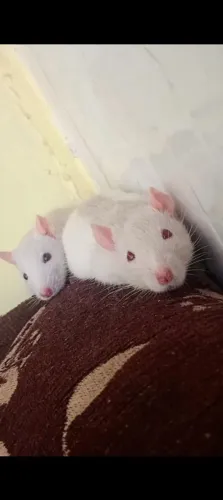 Ratos twister 