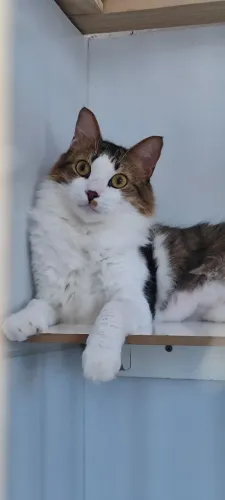 Gato pelo longo, adoção