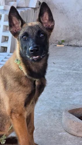 Pastor Belga Malinois puro