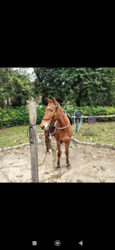 Égua castanha