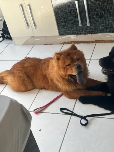 Doação: Casal de chow chow 