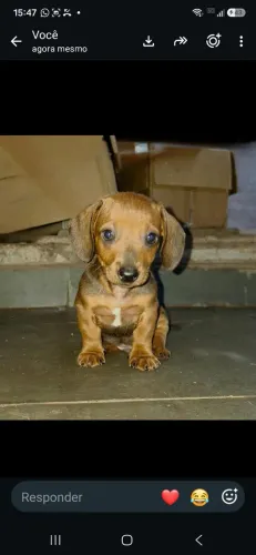 Filhote de basset macho