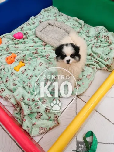 Filhotes macho e femea de spitz disponiveis