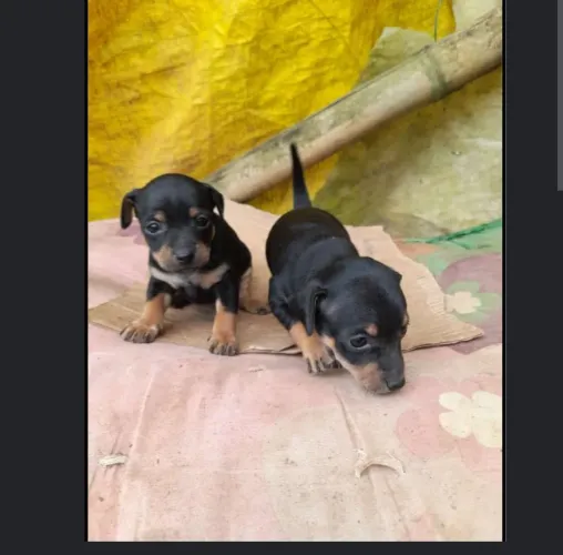 Pinscher n 1 machinho 70 dias de vida