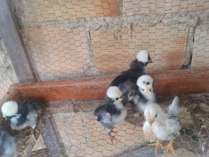 Filhotes de galinhas serama, polonesa e sedosa