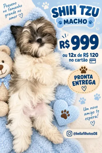 Filhote macho Shitzu Mini -R$ 999 ou 12x 120 cartao