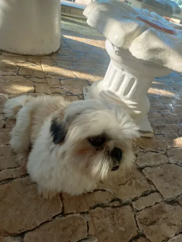 Shih-tzu adulto macho
