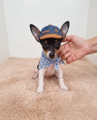 Pequeno Tesouro: Pinscher Zero Muito Fofo!