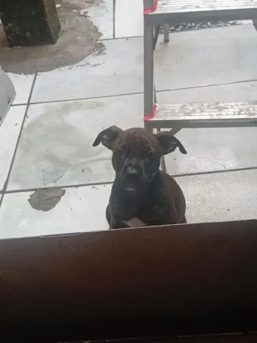 Pitbull Terrier misturada com Pitbull Bully Fêmea
