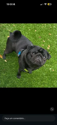 Pug macho black