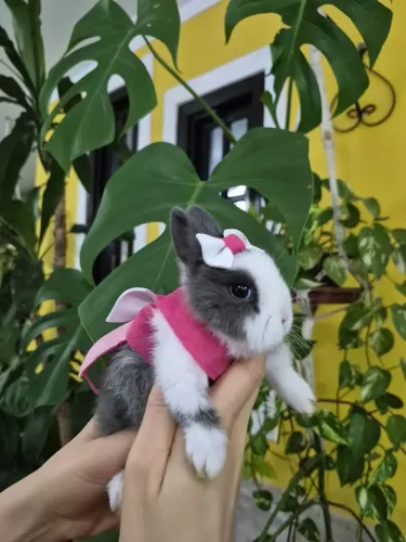Netherlands dwarf fêmea 