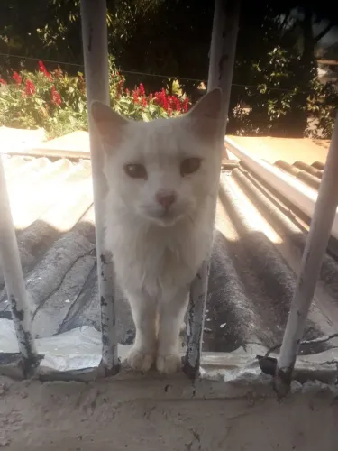Doação de gata castrada