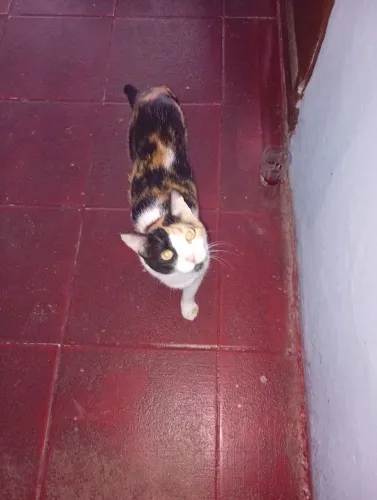Doa-se uma gatinha castrada 