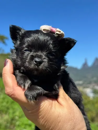 Cachorro