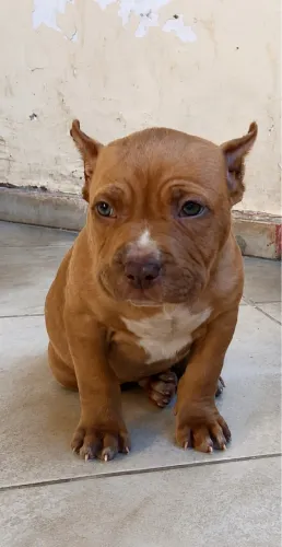 Filhotes Pit monster