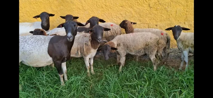 Venda Ovinos Raça Dorper 