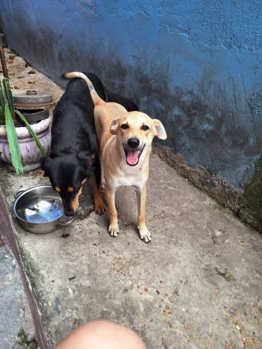 Doação de cadela
