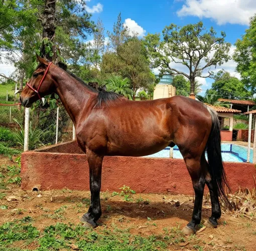 Cavalo a venda