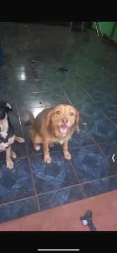 Doação de cachorro