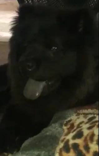 Chow Chow