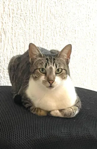 Gata fêmea castrada para adoção 
