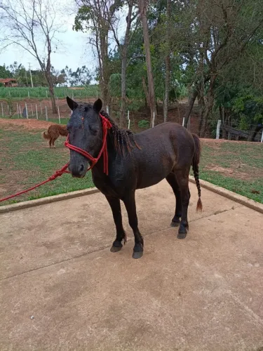 Mini pônei disponível garanhão esse e diferente