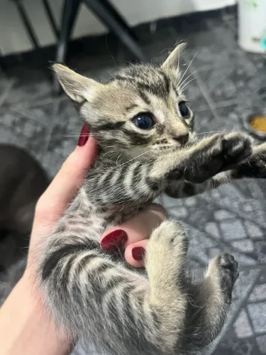 Gatinho para Adoção Responsável