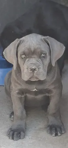 Filhotes Cane Corso CBKC