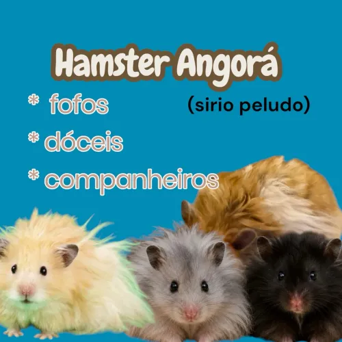 Hamster angora ( super peludo)