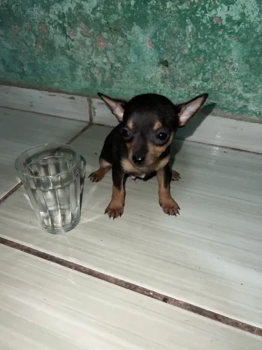 Vendo filhotinho Pinscher macho