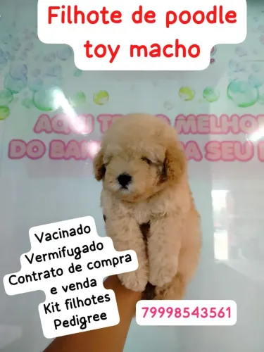 Poodle <br>2000 no cartão até 10x
