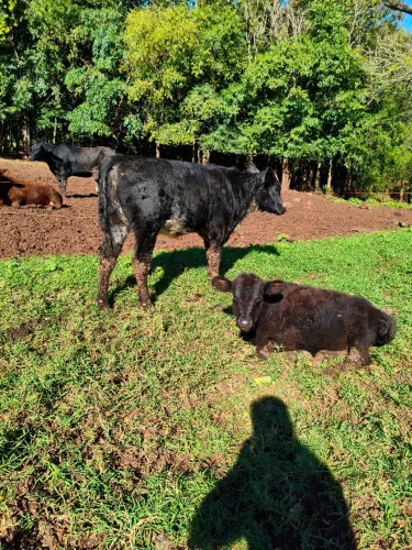 Novilhas angus