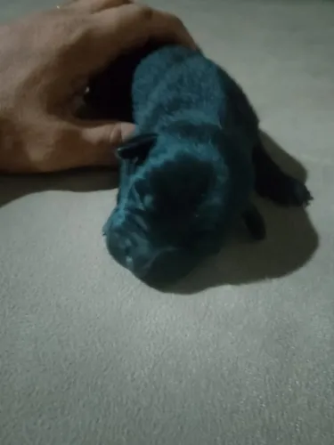 Doação de cachorrinhos 