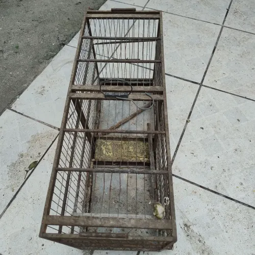 Vendo criadeira de canário