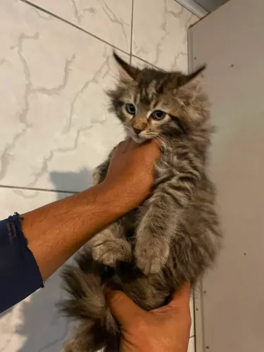 Maine Coon
