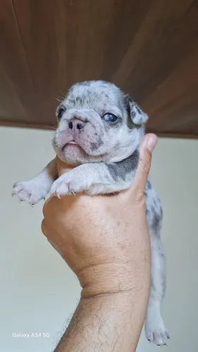 Bulldog Francês blue merle