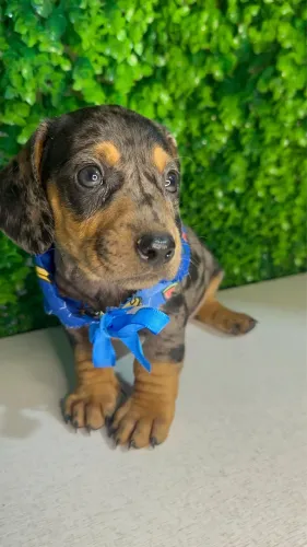 Linguicinha Arlequim lindo