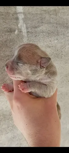 Filhote de American Bully pocket