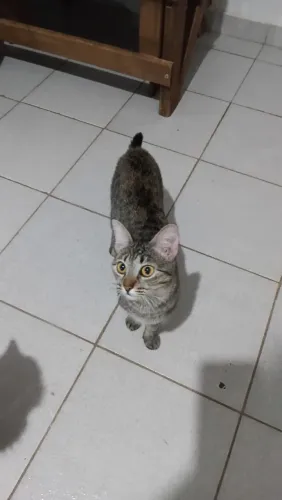 Gatinha para adoção