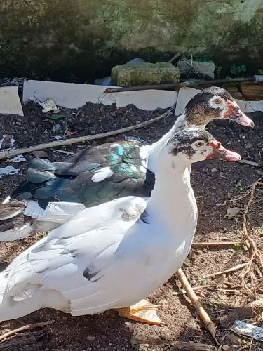 Patos adultos Casal