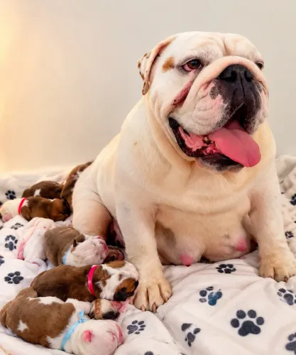 Filhote de buldogue inglês