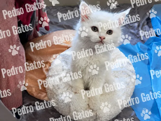 Angora turco gatil registrado.