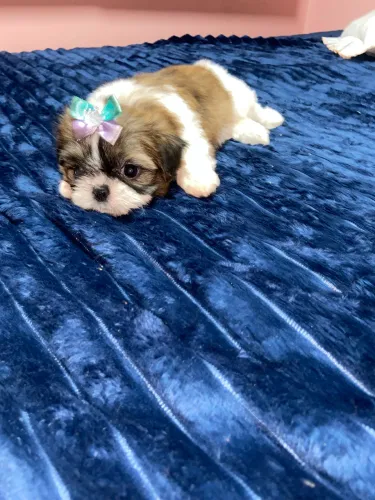 Linda shih tzu tricolor