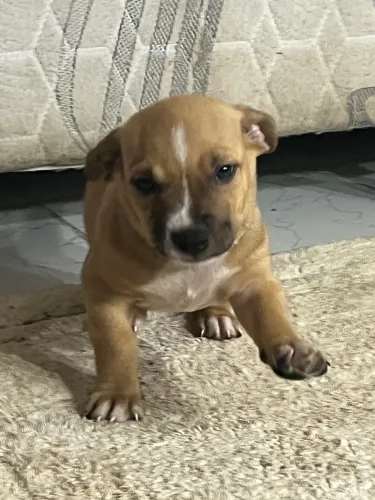 Vende se Pitbul misturado 