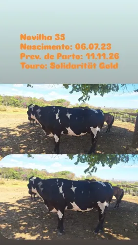 VENDA DE REBANHO LEITEIRO - VACAS, NOVILHAS E BEZERRAS
