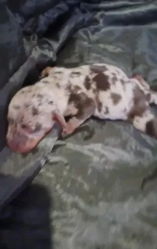 Que fofura de basset