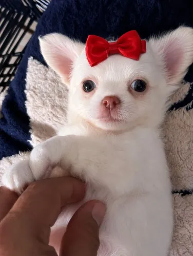 Chihuahua Pêlo Longo Fêmea - Uma Branquinha Linda.