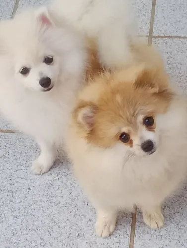 filhote de Spitz Alemão/Lulu da pomerânia