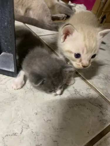 Doando gatinhos filhotes