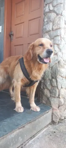 Golden retrivier padriador (macho para cruza)